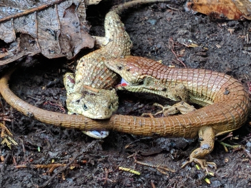 Red-lipped Arboreal Alligator Lizard