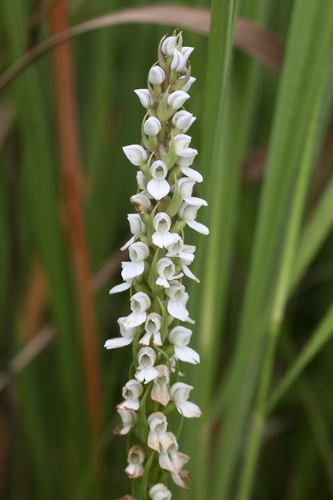 Brownleea parviflora