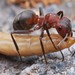 Hormigas Rojas de la Madera - Photo (c) Christoph von Beeren, todos los derechos reservados, subido por Christoph von Beeren