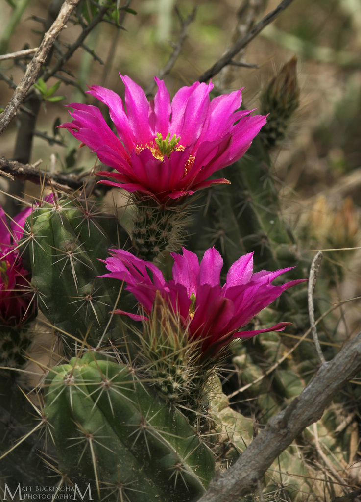 Southwest Texas Strawberry Cactus (Subspecies Echinocereus enneacanthus  carnosus)  iNaturalist