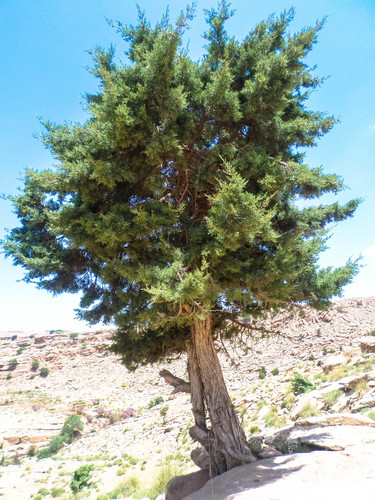 Mediterranean juniper