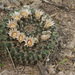 Little Nipple Cactus - Photo (c) mattbuckingham, all rights reserved, uploaded by mattbuckingham