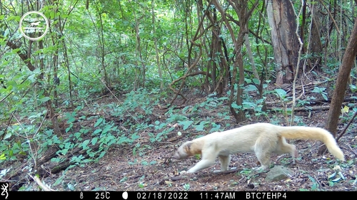 Tayra