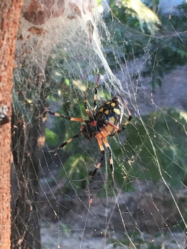 African Hermit Spider