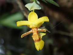 Lockhartia chocoensis image
