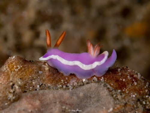 Thorunna halourga — seen at this dive site