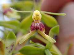 Image of Epidendrum rhaibogyrum