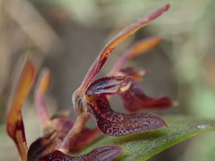 Image of Acianthera geminicaulina