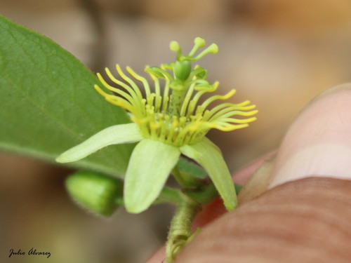 Passiflora suberosa L.