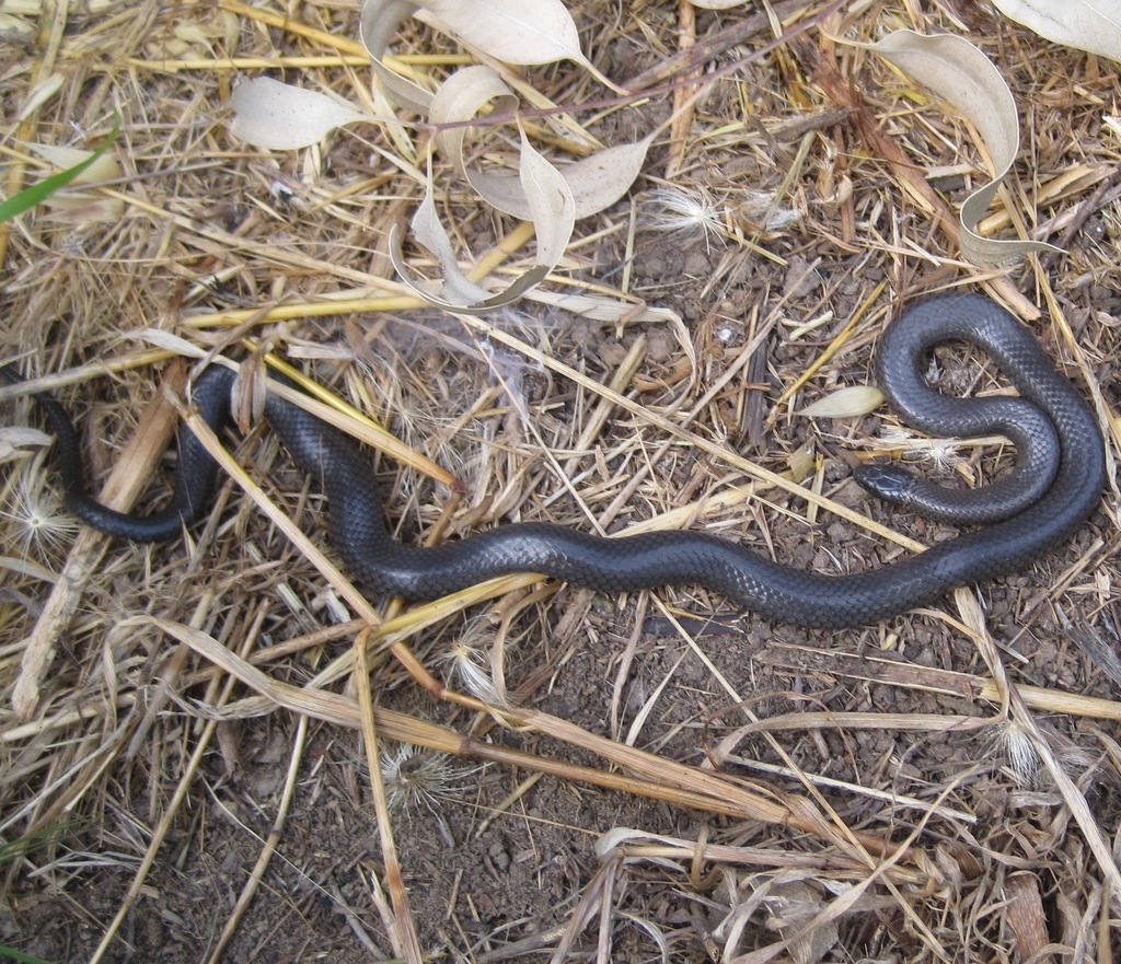 ring-necked snake in April 2011 by Brian Hinds. hyper-melanistic ring ...