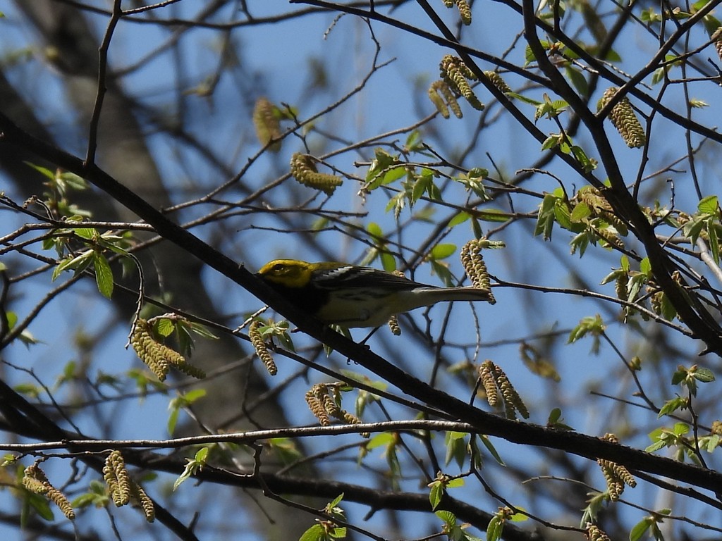 Black throated green warbler from story county ia usa on may 09 2022