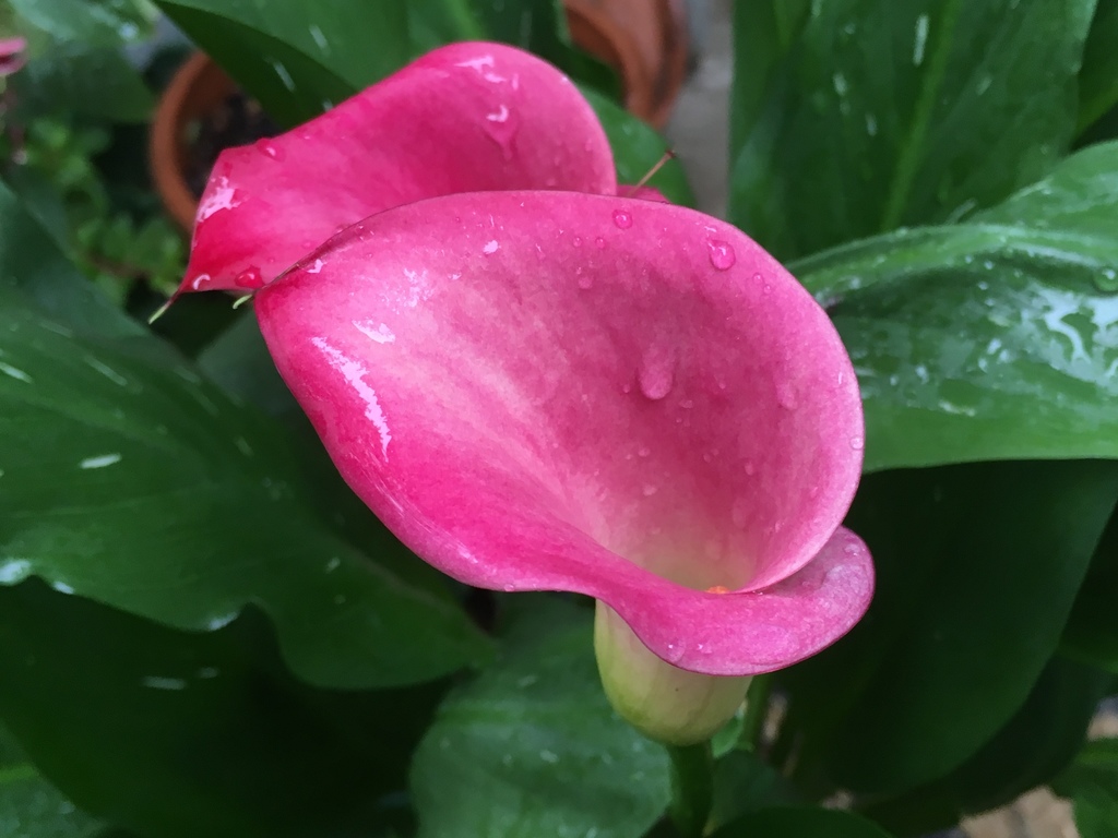 Zantedeschia rehmannii
