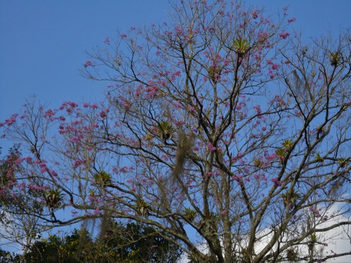 Handroanthus heptaphyllus