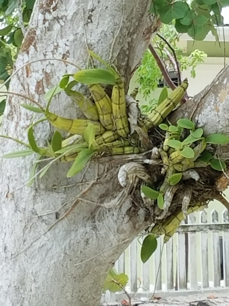 Orquídeas Hormigueras (género Myrmecophila) · NaturaLista Colombia