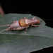 凱納奧蟋 - Photo 由 Kaniska 所上傳的 (c) Kaniska，保留所有權利