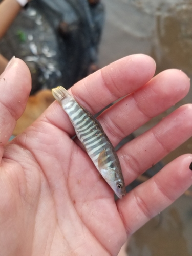 Northern Plains Killifish