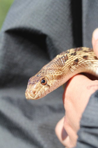 iNaturalist observation photo of Gopher Snake