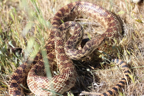 iNaturalist observation photo of Pacific Gopher Snake
