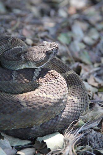 iNaturalist observation photo of Northern Pacific Rattlesnake