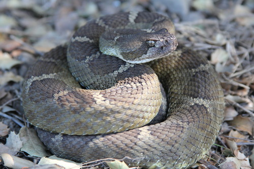 iNaturalist observation photo of Northern Pacific Rattlesnake