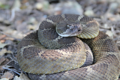 iNaturalist observation photo of Northern Pacific Rattlesnake
