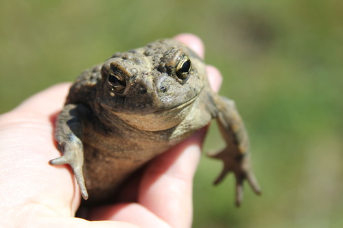 iNaturalist observation photo of Western Toad