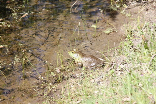 iNaturalist observation photo of American Bullfrog