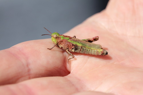iNaturalist observation photo of Painted Meadow Grasshopper