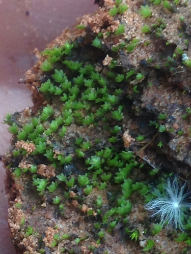 Fissidens sublimbatus