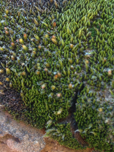 Jaffueliobryum