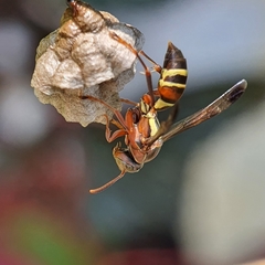 Tropical Paper Wasp - Photo (c) Hanny Herzegovina, all rights reserved, uploaded by Hanny Herzegovina