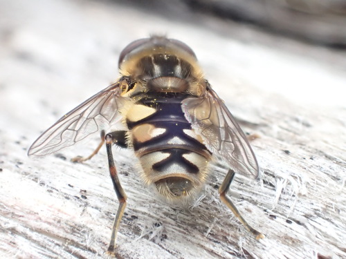 Bog Flies