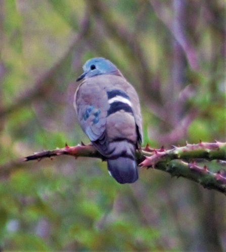 Emerald-spotted Wood-Dove