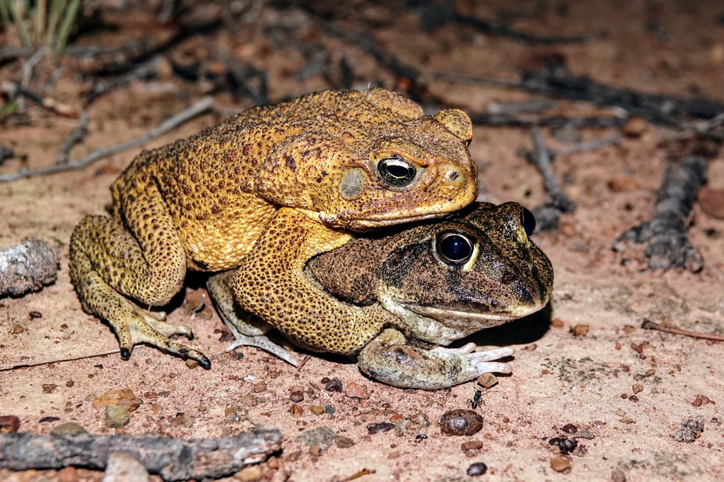 New Holland Frog from Dingo QLD 4702, Australia on October 26, 2021 at ...