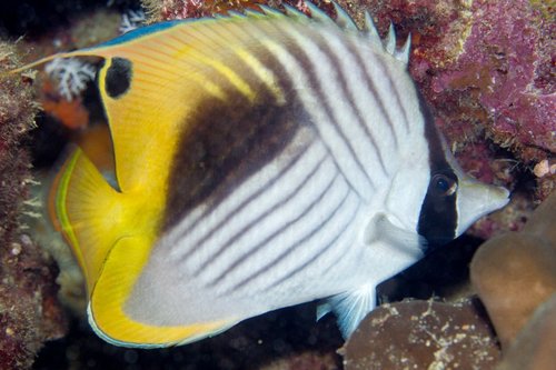 Threadfin Butterflyfish