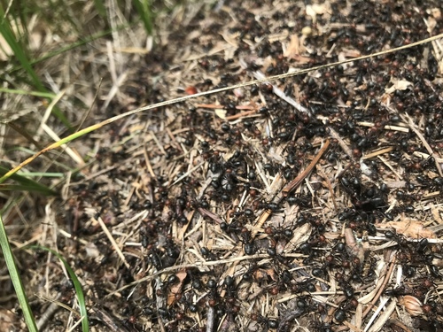 photo of Wood, Mound, And Field Ants (Formica)