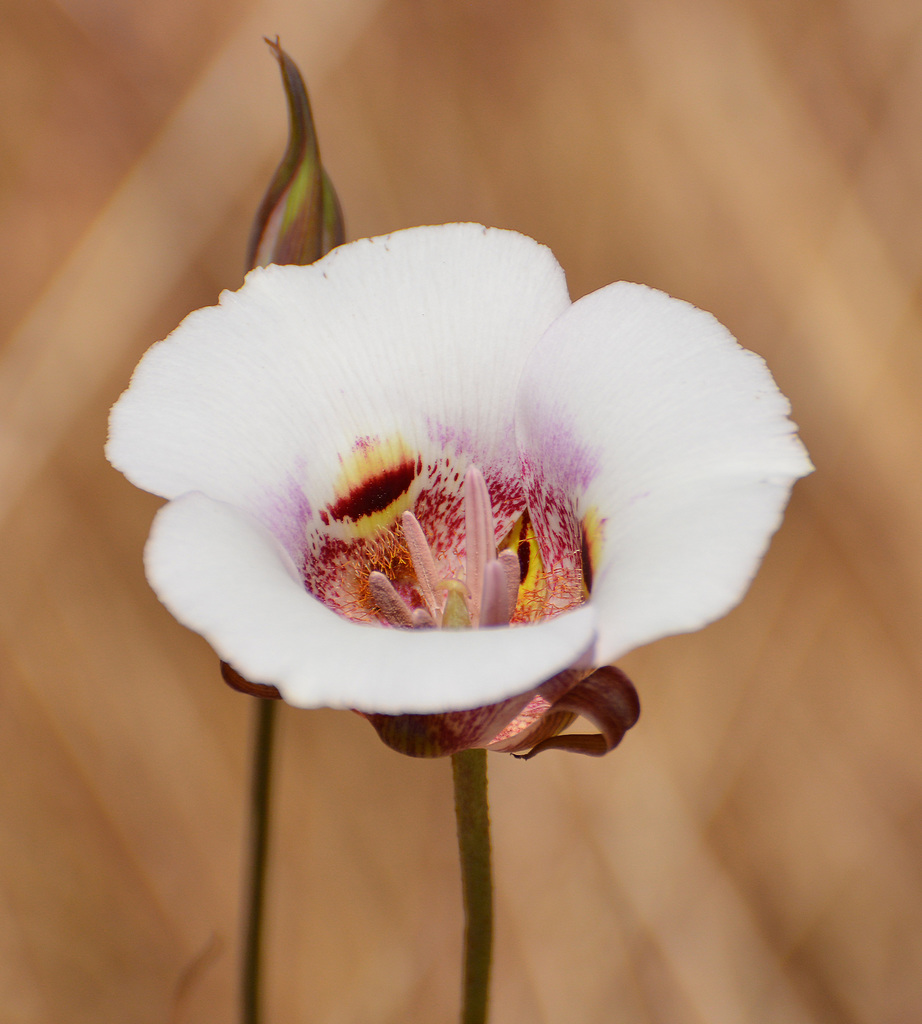 Azucenas, Lirios, Tulipanes Y Parientes (Familia Liliaceae) · iNaturalist  Ecuador