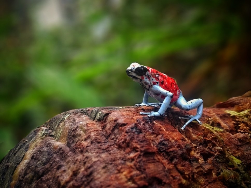Little Devil Poison Frog (Oophaga sylvatica) · iNaturalist