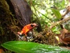 Little Devil Poison Frog - Photo (c) Juan Alejandro Guerrero Cupacán, all rights reserved, uploaded by Juan Alejandro Guerrero Cupacán