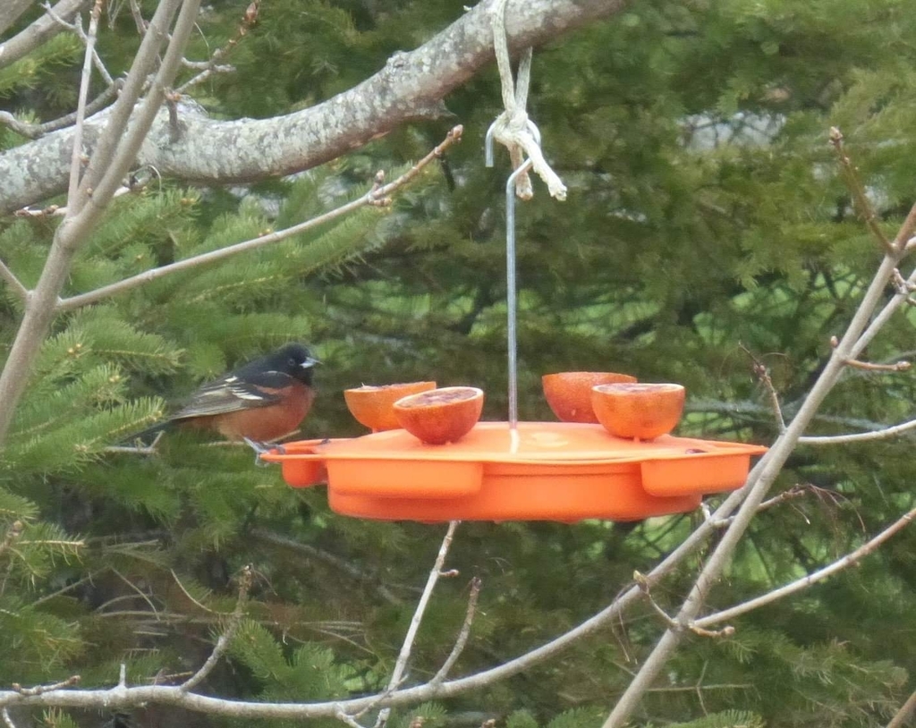 Orchard Oriole