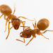 毛山蟻屬 - Photo (c) kamelhalsflue，保留所有權利