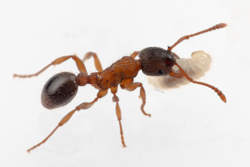 弯角红蚁Myrmica lobicornis