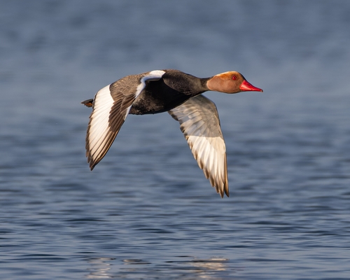 Red-crested Pochard