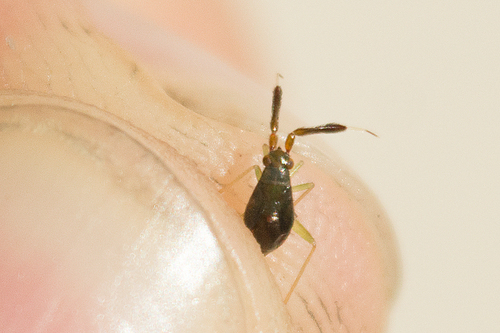 Common Flathorn Plant Bug