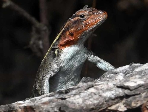 Smith's Rosebelly Lizard
