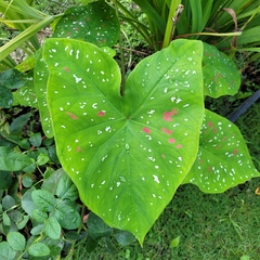 Caladium bicolor image