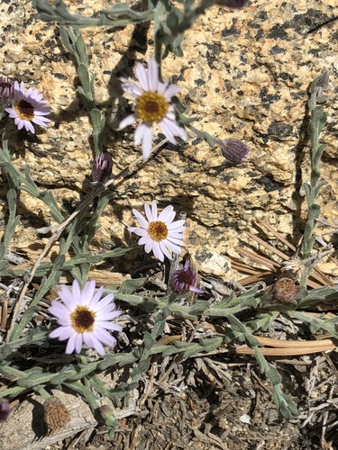 Erigeron breweri var. jacinteus