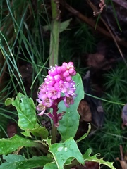 Image of Phytolacca bogotensis