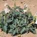 Sacred Datura - Photo (c) Kay Hellmann, all rights reserved, uploaded by Kay Hellmann