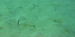 Garden eel